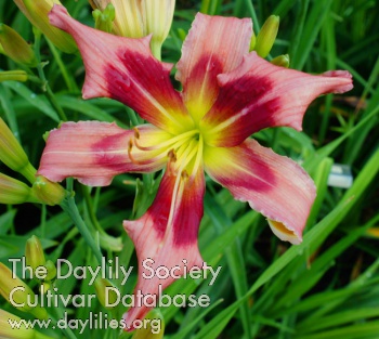 Daylily Rudolph the Red-nosed Reindeer
